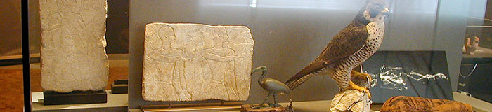 Tiere in der Bibel banner Stadtfuechse Banner