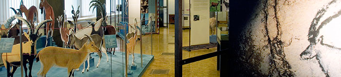 Steinbock Banner Darwin Banner