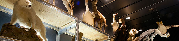Sammelsurium Banner Sammelsurium Banner