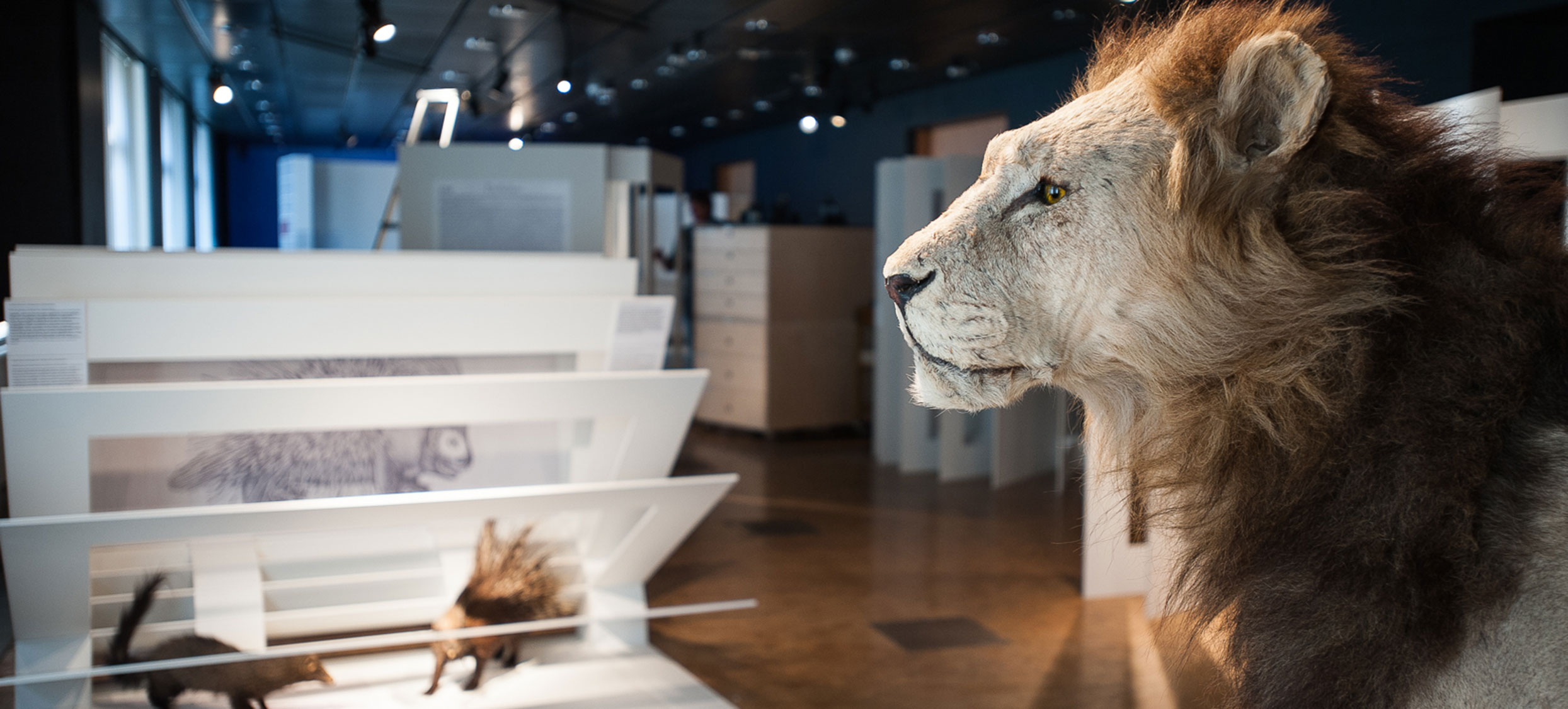 Gessner Ausstellung 01