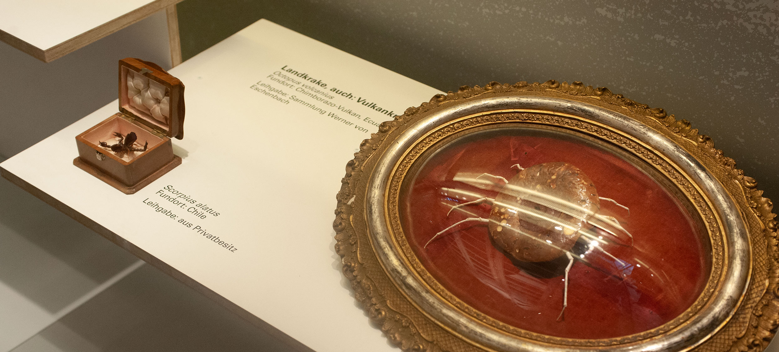 Bestialisch Vitrine b