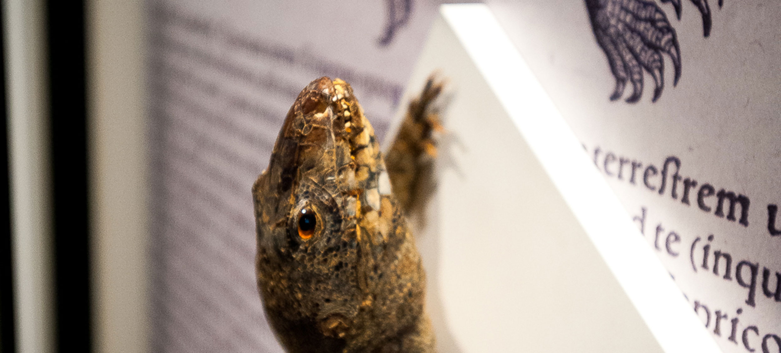 Gessner Ausstellung 05