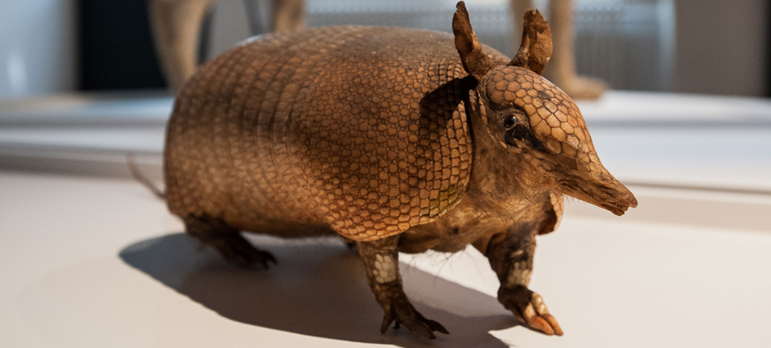 Gessner Ausstellung 02