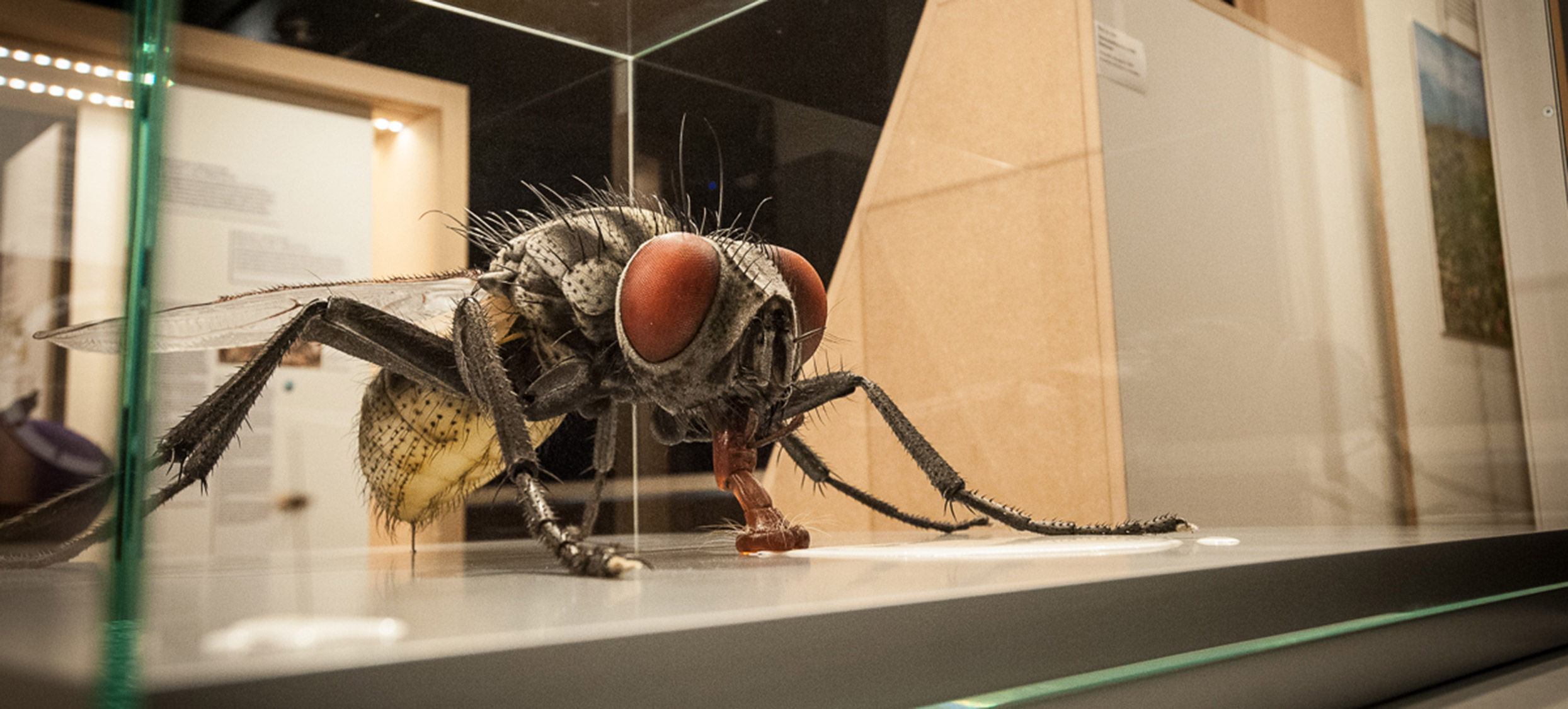 2018 – Insekten 05