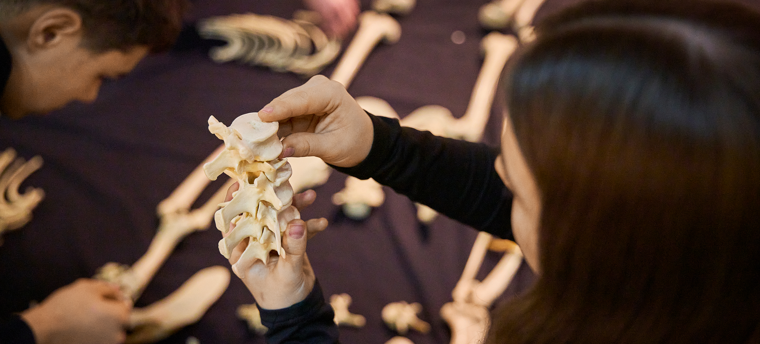 Zweibeinigkeit - Skelett zusammensetzen