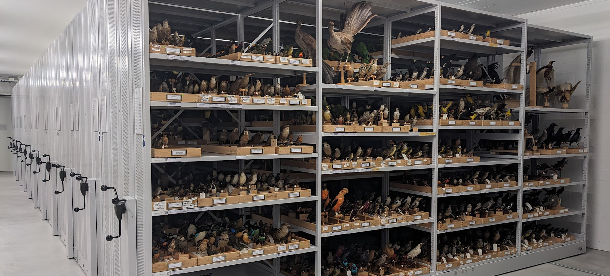 Sammlung Vögel im Gestell