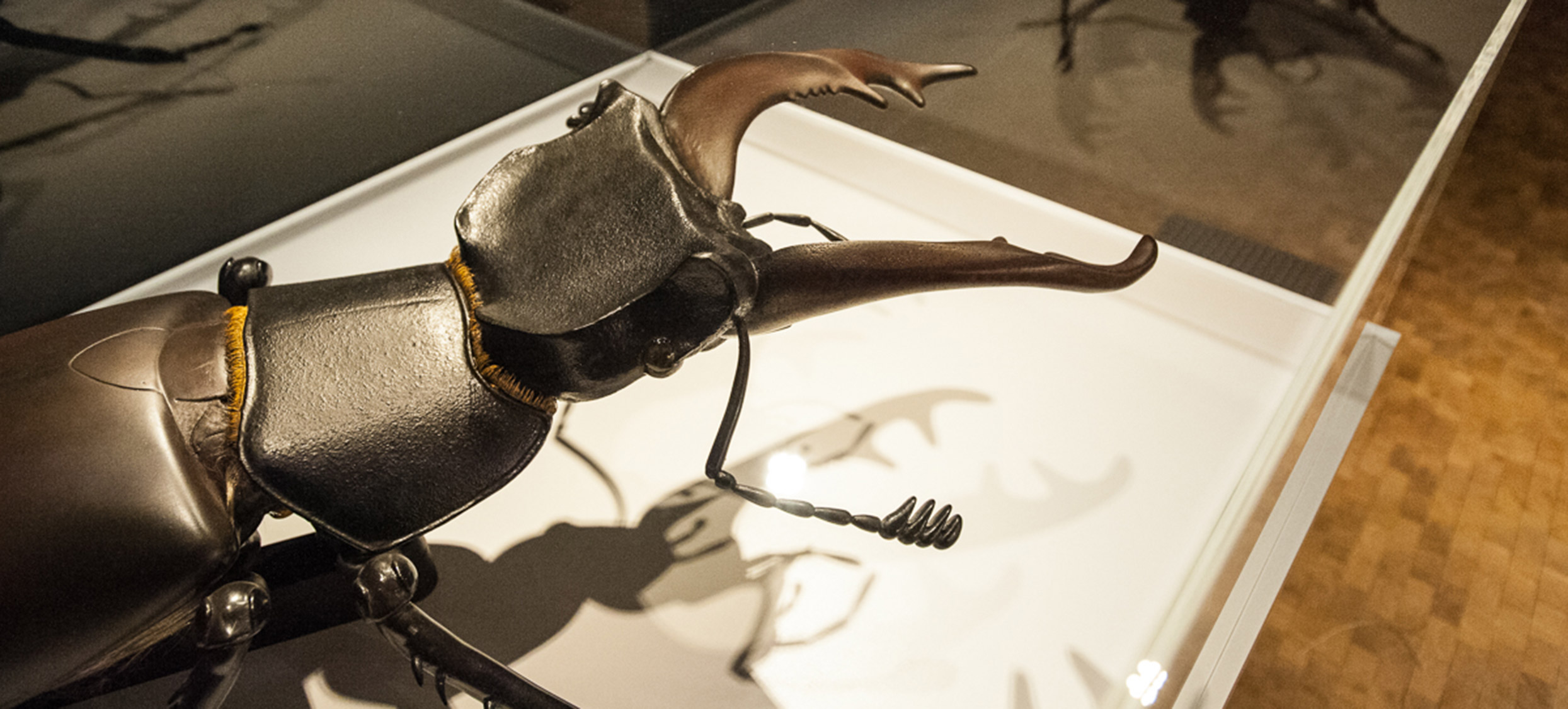 2018 – Insekten 06