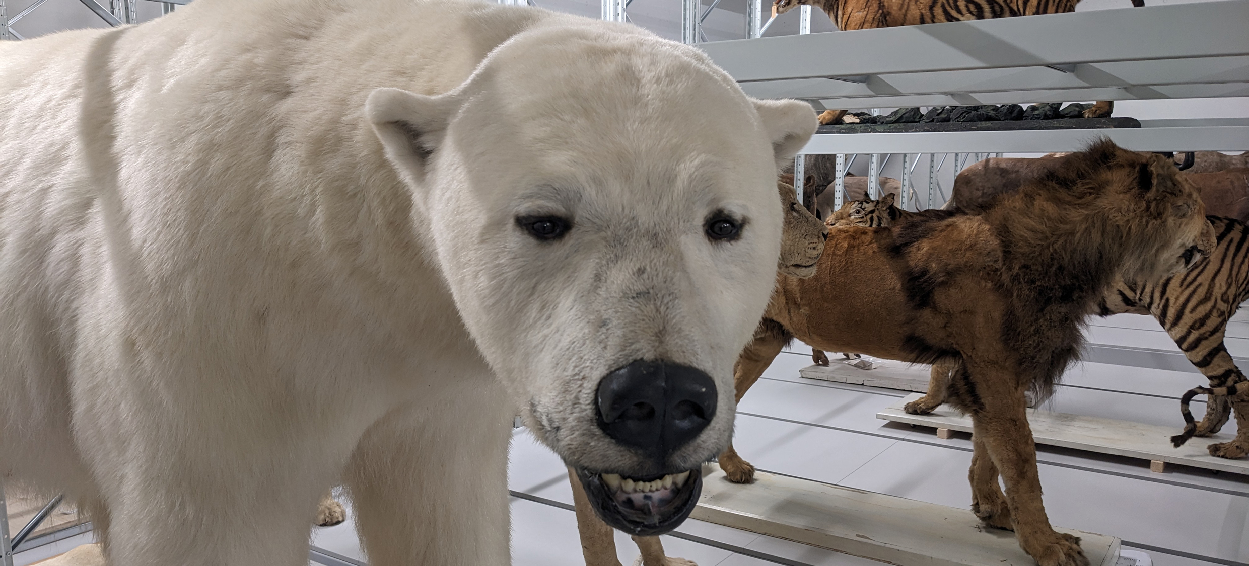 Sammlung Grosssäuger