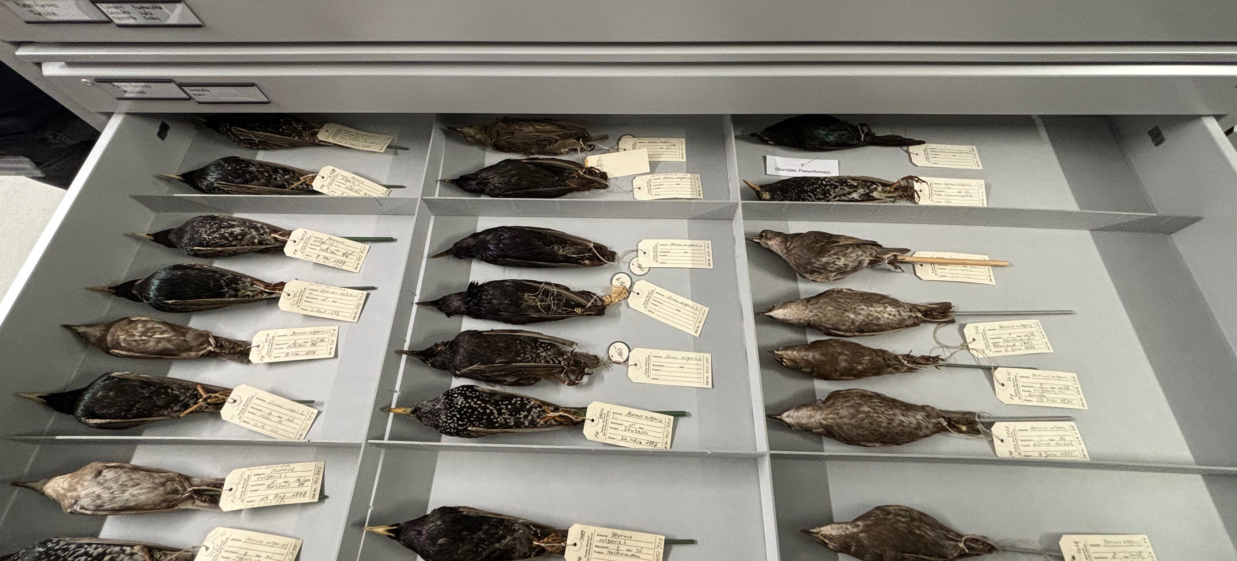 Sammlung Vögel Bälge