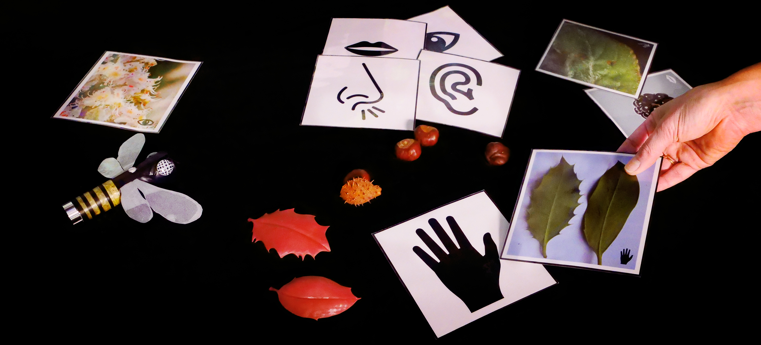 Führung Botanik Symbolkarten