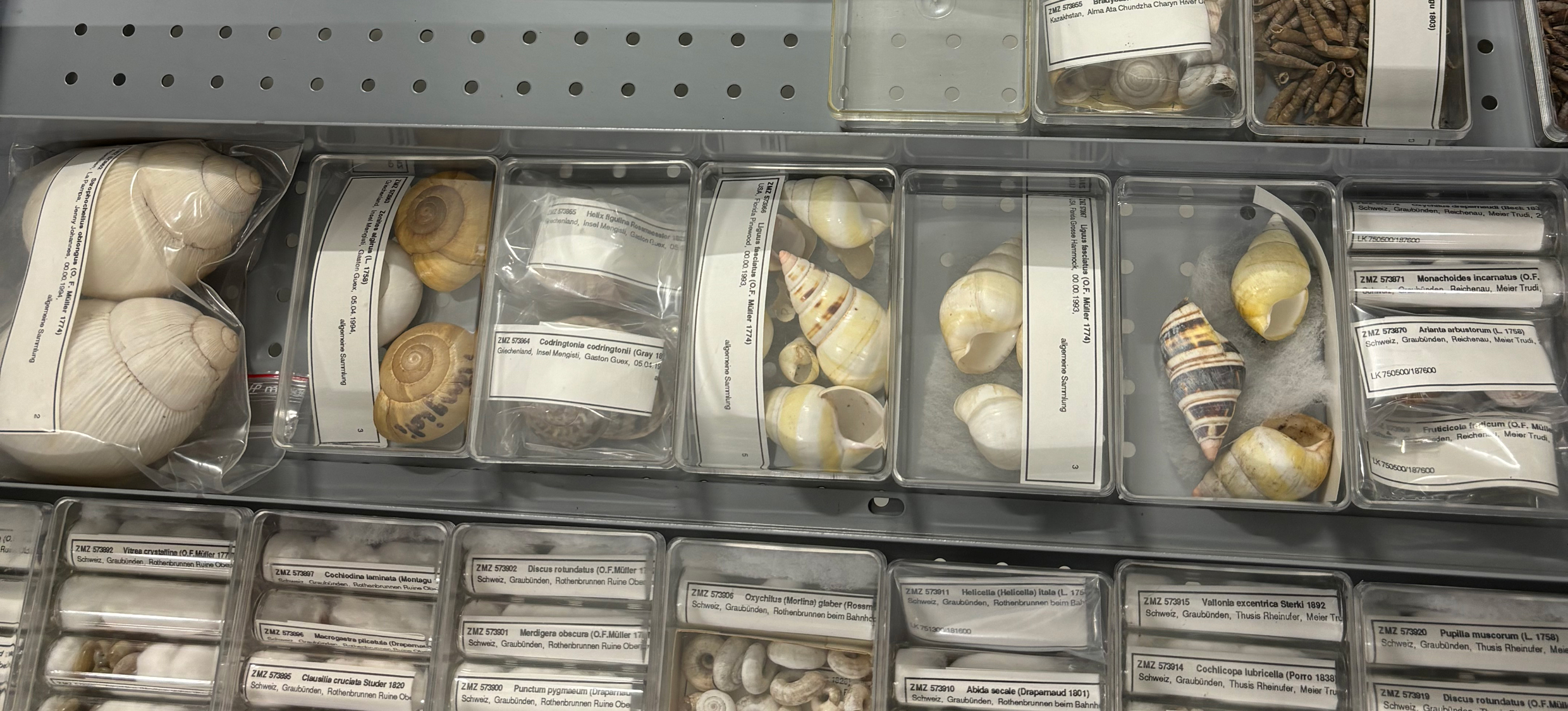 Sammlung Mollusken