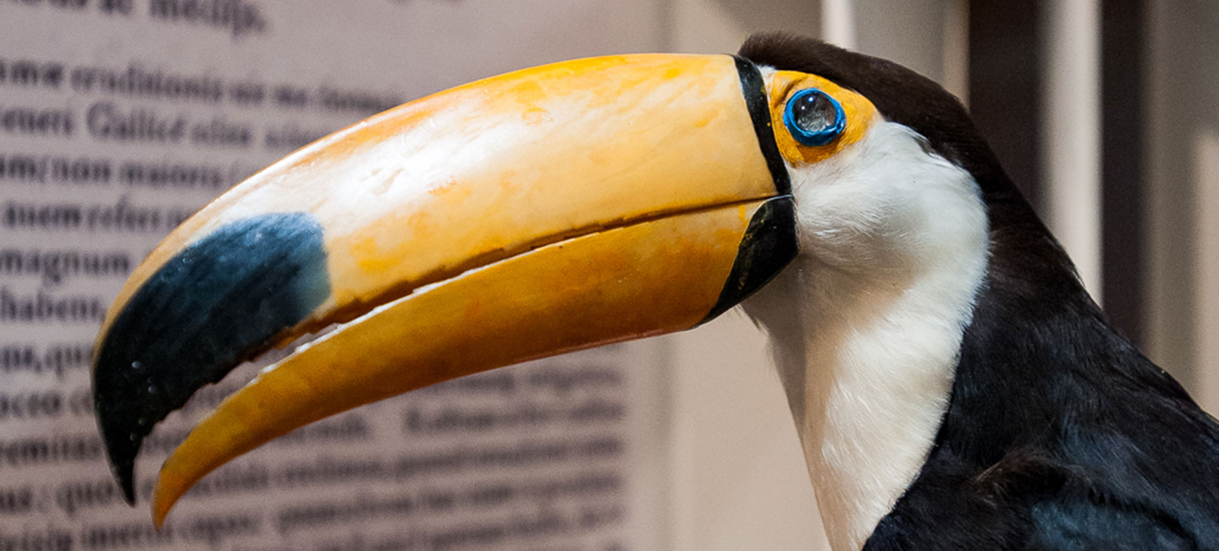 Gessner Ausstellung 06