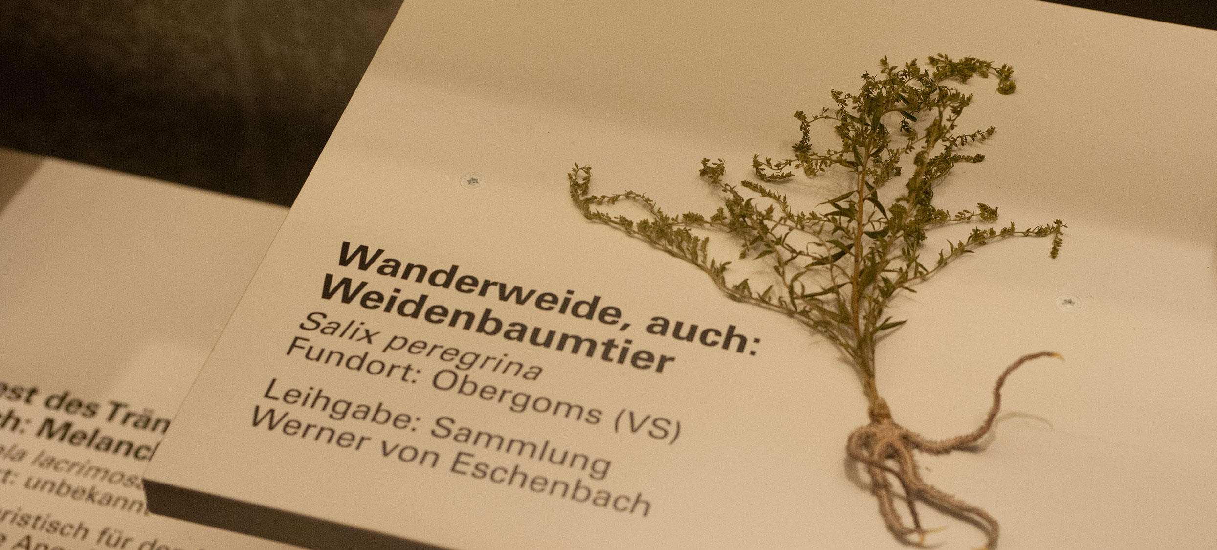 Bestialisch Vitrine e