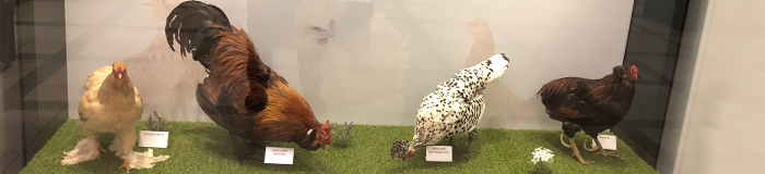 2022 – Chicken – Erbe der Dinosaurier