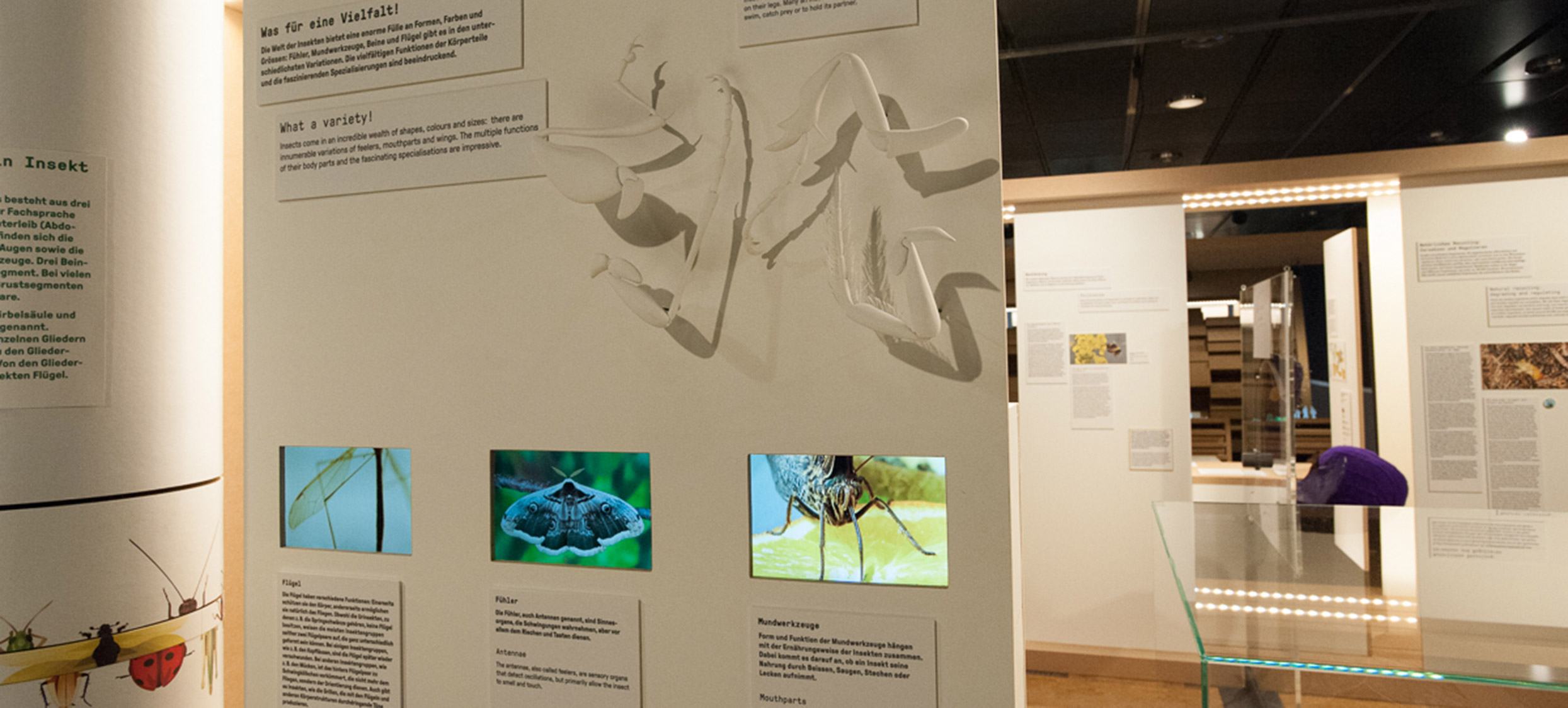 2018 – Insekten 03