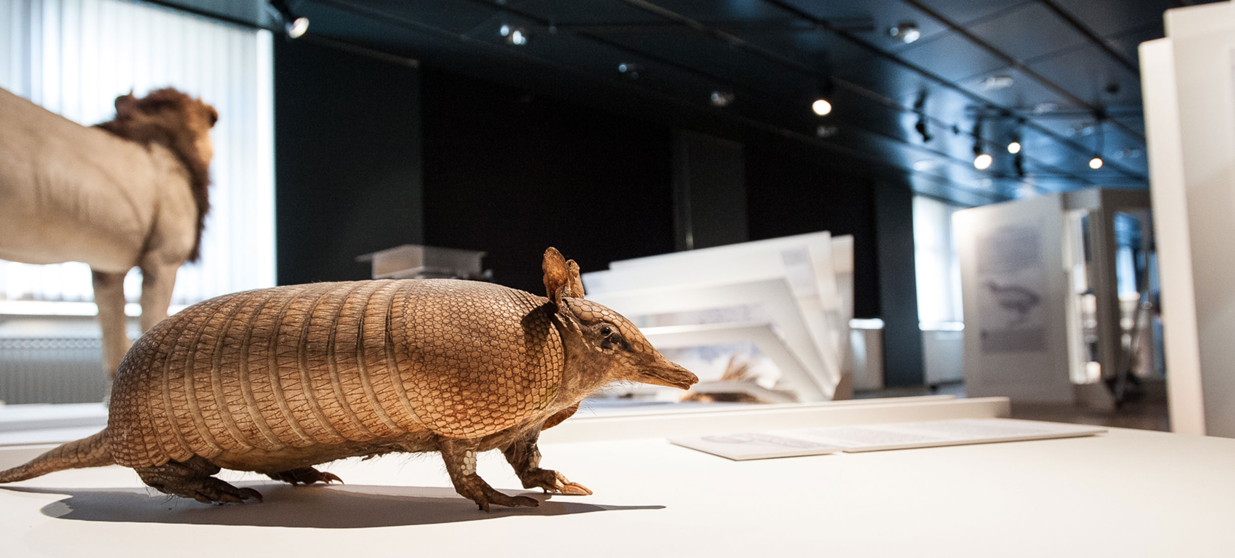 Gessner Ausstellung 03