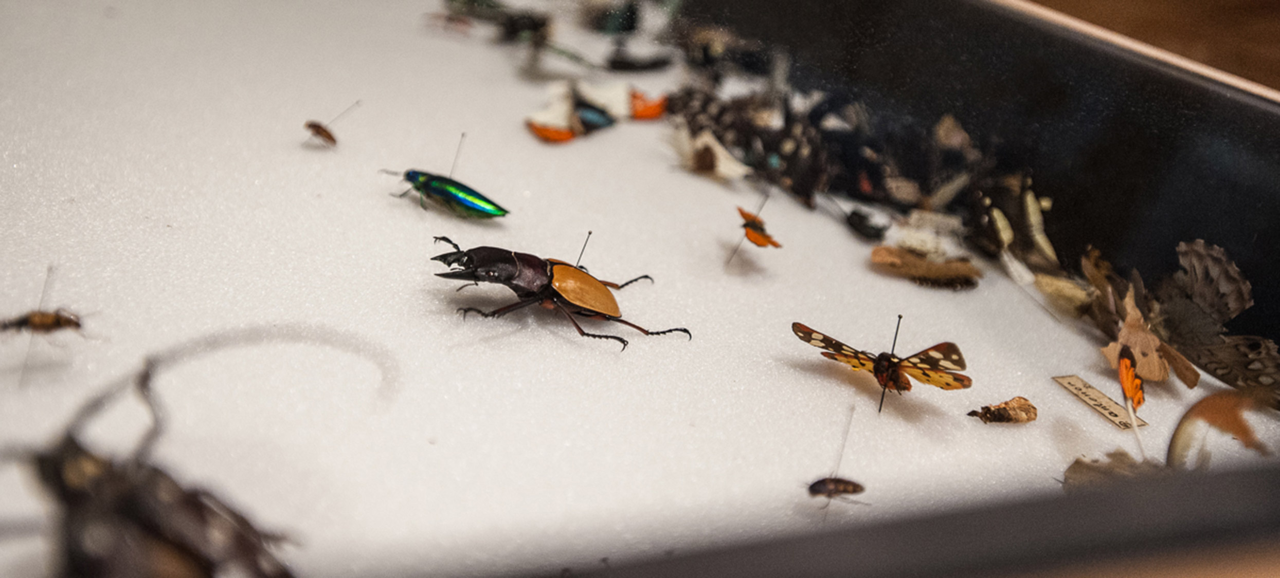 2018 – Insekten 01