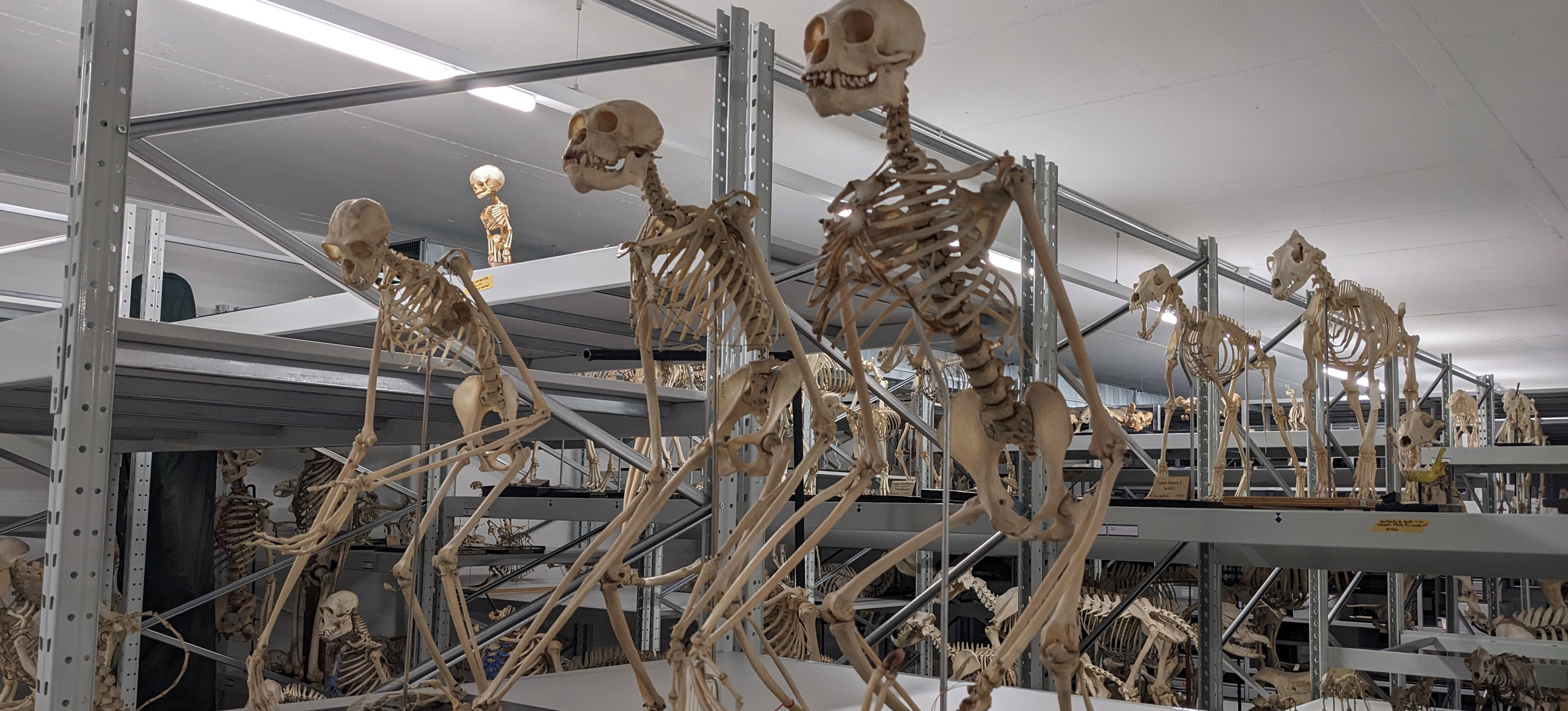 Sammlung Skelette montiert