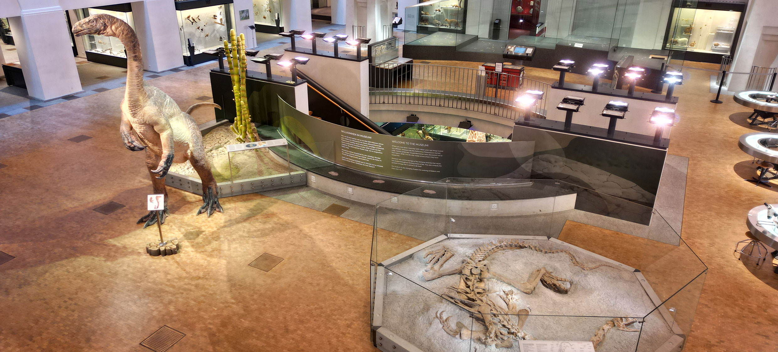 Museums Halle mit Plateosaurus