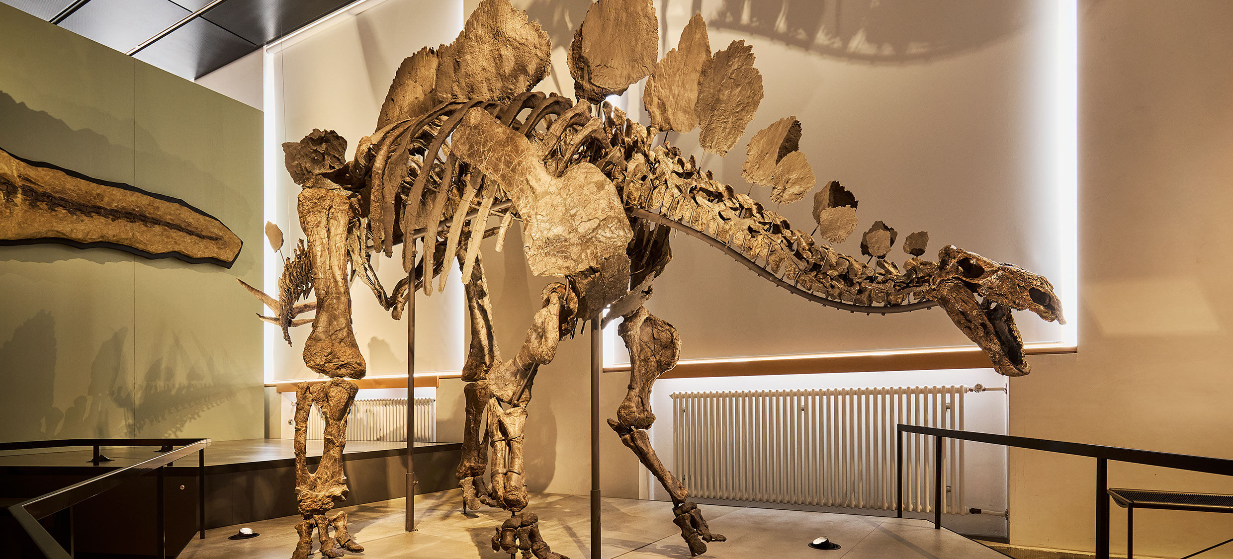 Das Fossil eines Hesperosaurus