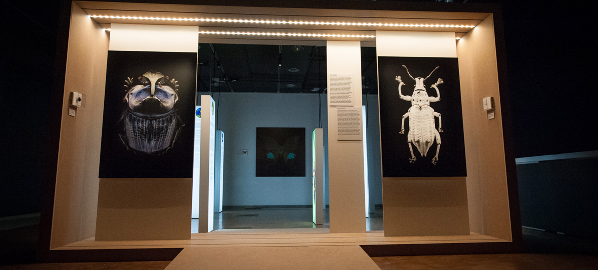 2018 – Insekten 11