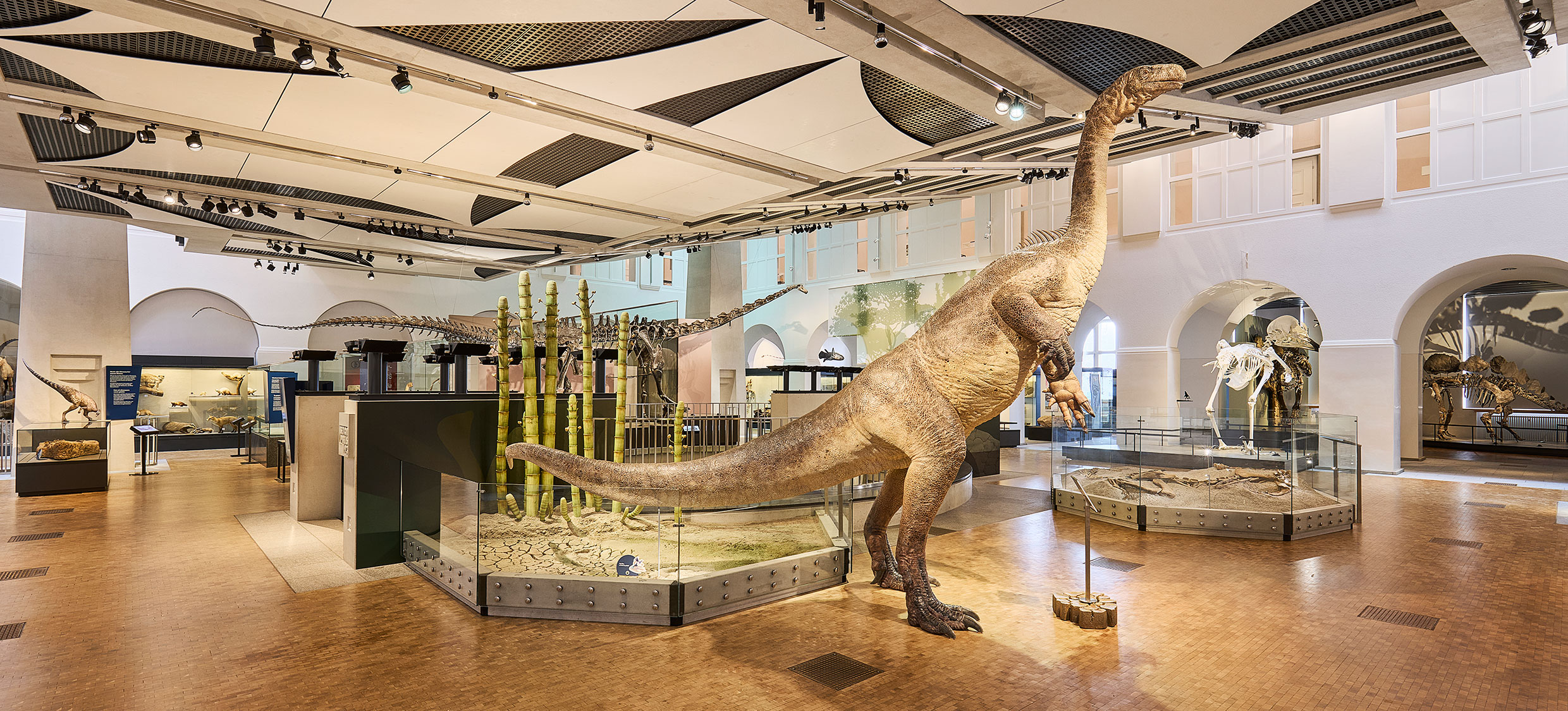 Teoplati – das Modell unseres Plateosaurus