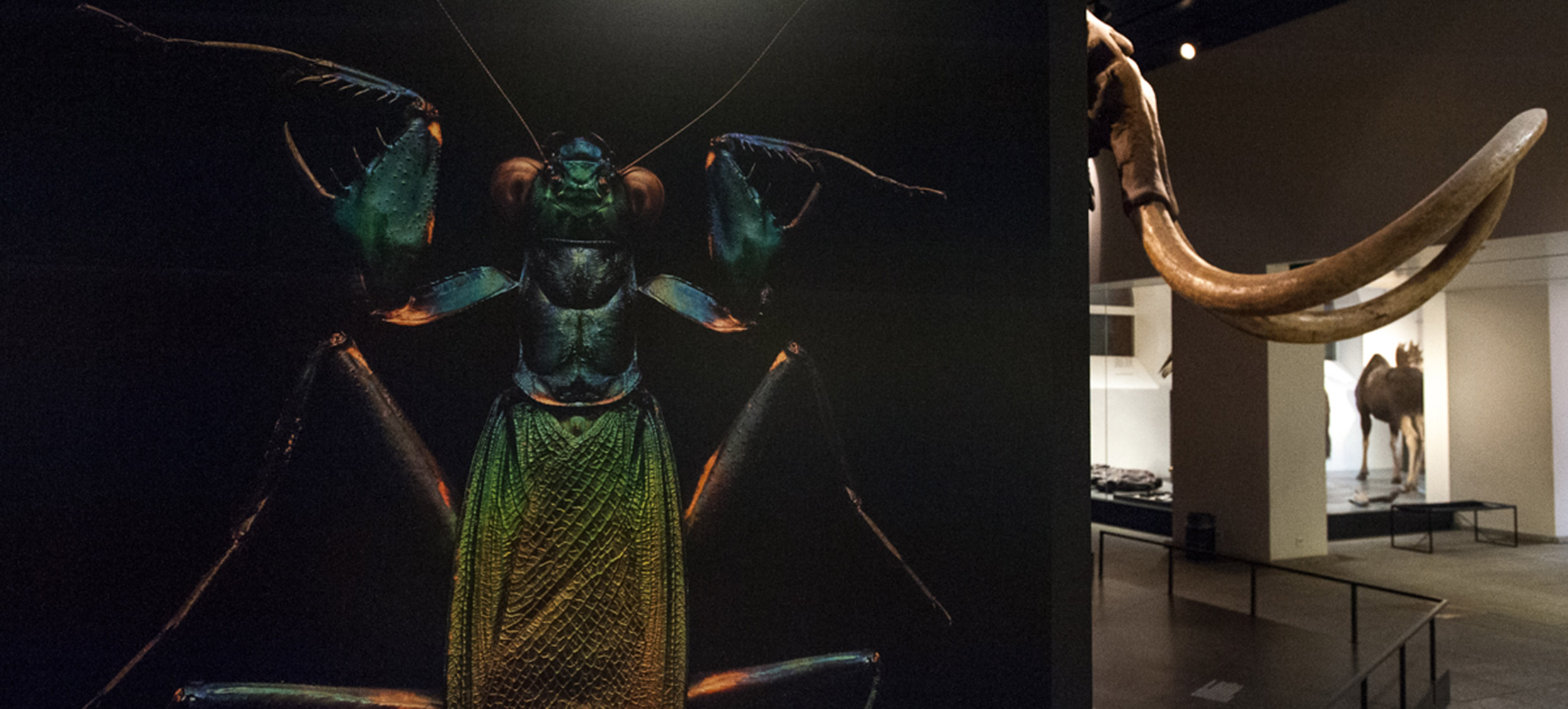 2018 – Insekten 02